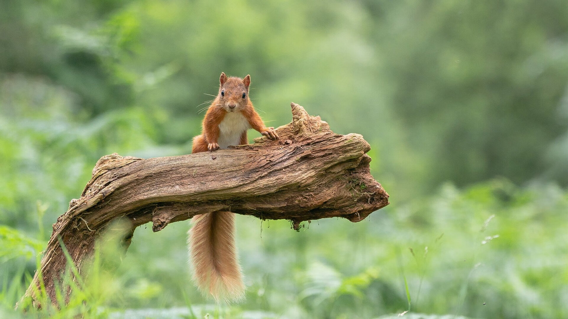 《2025英雄联盟全球总决赛，冠军之路惊心动魄》，2020年英雄联盟全球总决赛赛程表