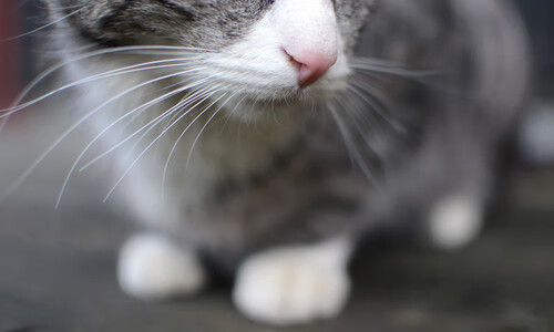 巴西骑手玛尔西奥·霍尔赫在巴黎奥运会三项赛中取得个人最佳成绩，获得第七名。