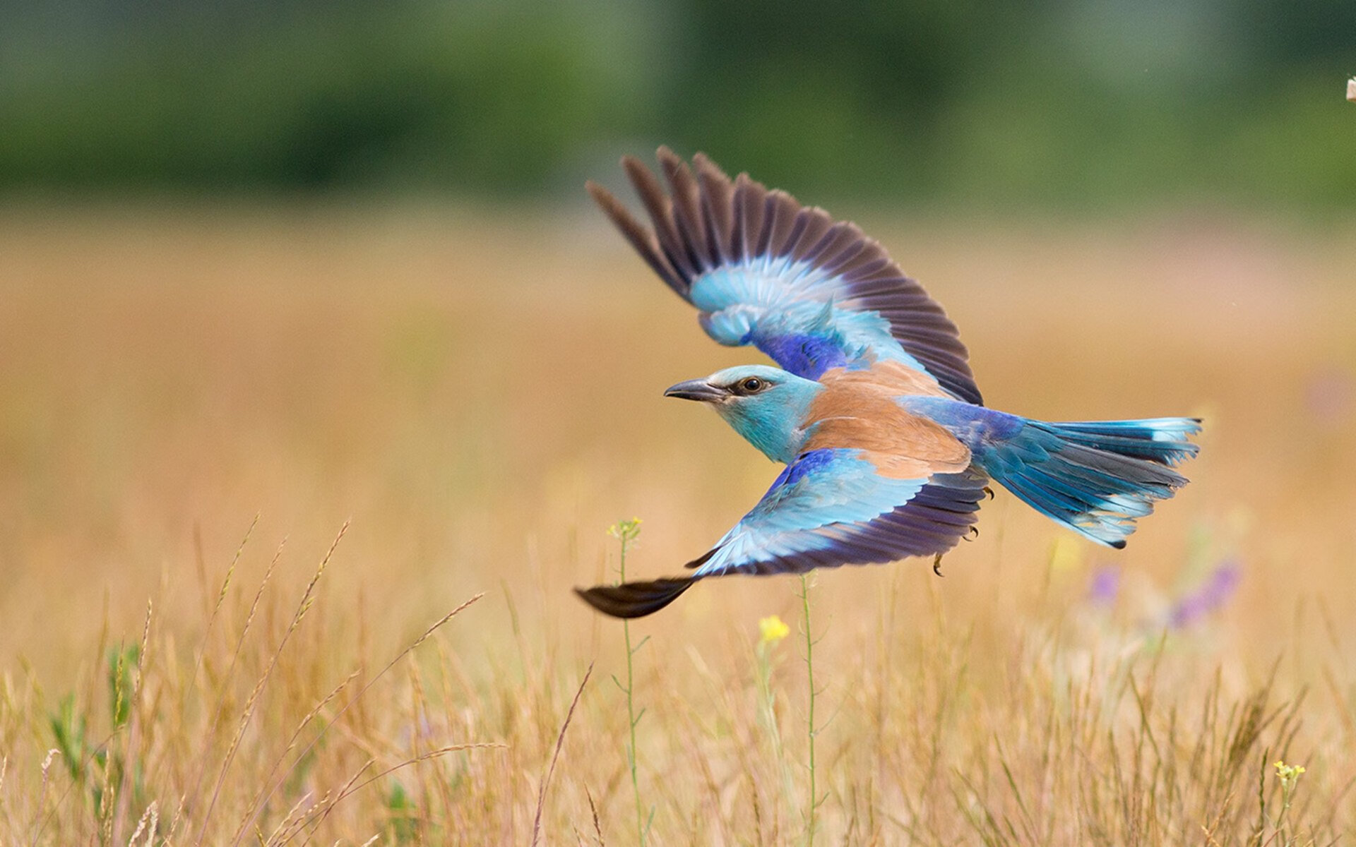开yun体育-传统民族投壶比赛，文化传承中的运动魅力，投壶的玩法和规则